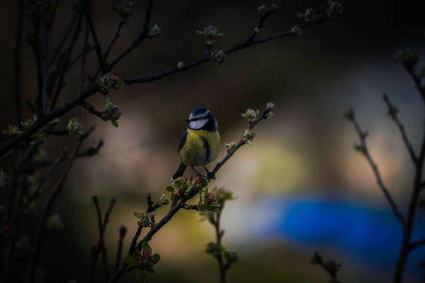 A blue bird perched on a branch at night