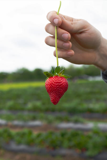 istock Person holding a strawberry over a field 2156041317