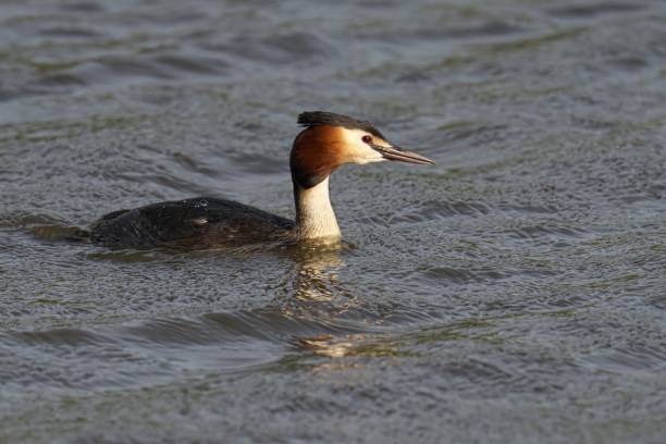 istock Great Crested Grebe peacefully swimming in a sunny pond 2156041379