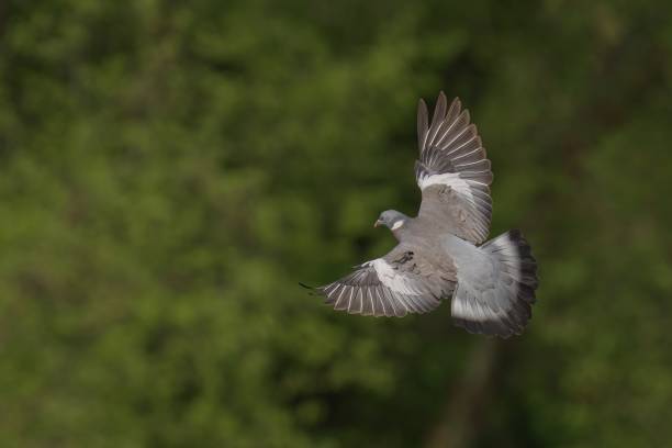 istock Wood Pigeon flying near dense forest foliage and trees 2156041388