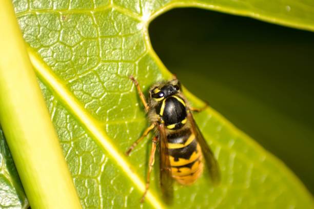 istock Close-up of a bee perched on lush green leaf 2156041703