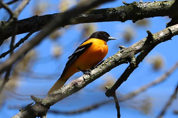 istock Baltimore Oriole (Icterus galbula) perched on a tree branch at Tommy Thompson Park in Toronto 2156041776