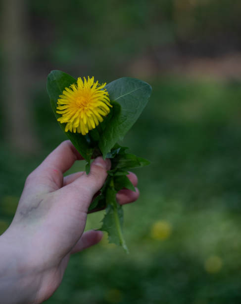 istock the dandelion is being held in one hand for a photograph 2156042185