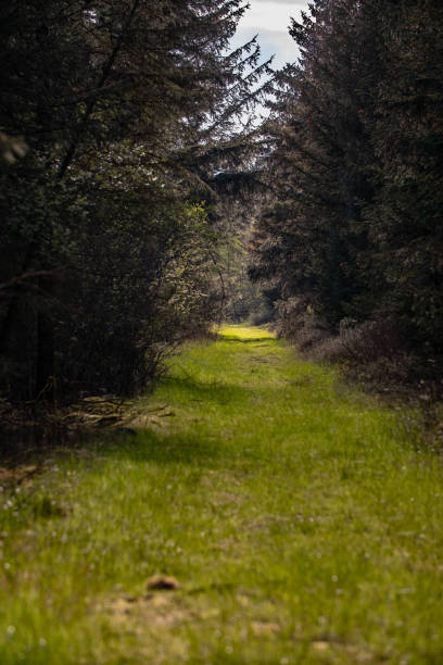 A scenic dirt path through lush green trees under a clear blue sky
