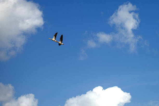 The wild geese soaring amidst fluffy clouds in the sky.