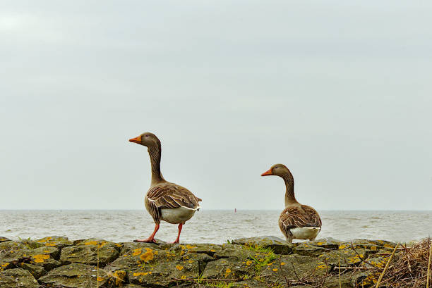 Canada Goose parents with their young eating  on a lovely summer evening