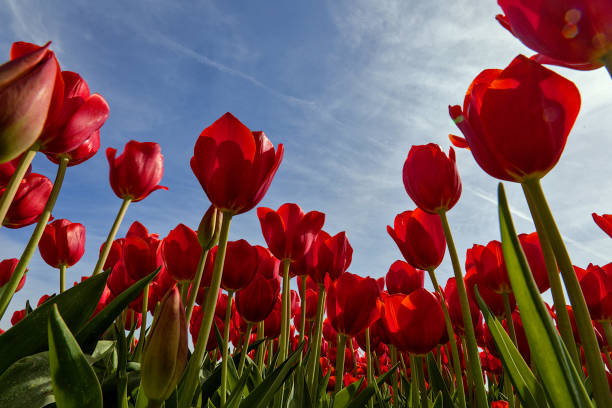 istock Vibrant tulip field near Kampen, Netherlands, in spring. 2156042417