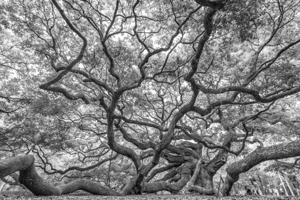 istock Monochrome shot of a massive tree in a park. 2156042650
