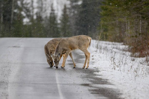 Doe mule deer braves a cold Colorado snowstorm.
