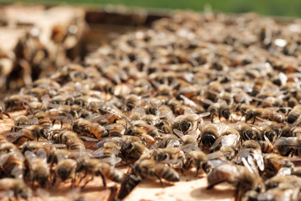 istock close-up of bees on a honeycomb 2156042751