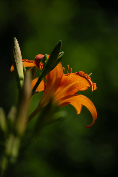 A vibrant orange flower blooms on tall plant stem