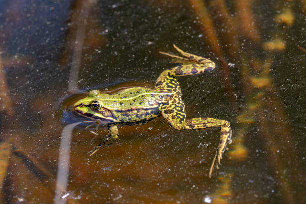 istock Green frog (Pelophylax esculentus) swimming in a water 2156043146