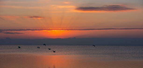 istock Birds fly over water at sunset with sun rays shining. 2156043336