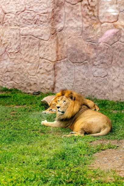 istock Lions Resting in Natural Habitat 2156043538