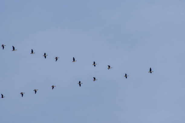 istock Flock of birds soaring through the sky in unison 2156043776