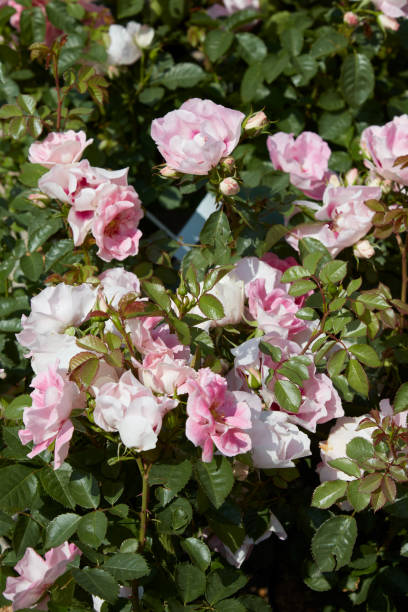 istock Roses in pink and white colors in sunlight 2156043812