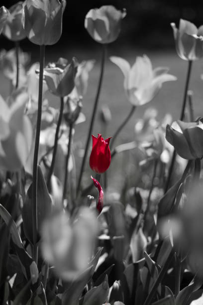 A red tulip stands out among flowers in grayscale