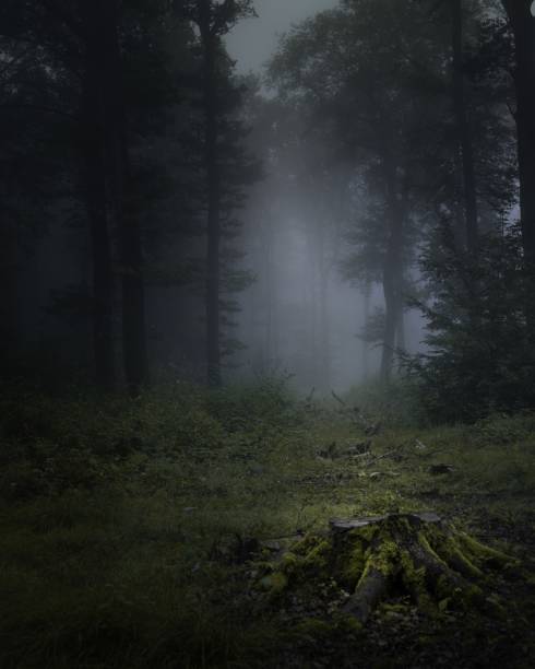 istock foggy forest in the middle of fall and with trees 2156043888