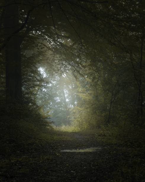 istock an image of a path in the woods, with some trees around 2156043907