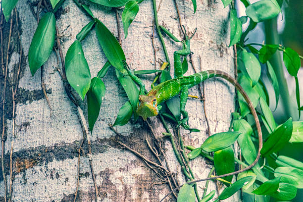istock Green lizard perched on tree trunk in jungle habitat 2156044199