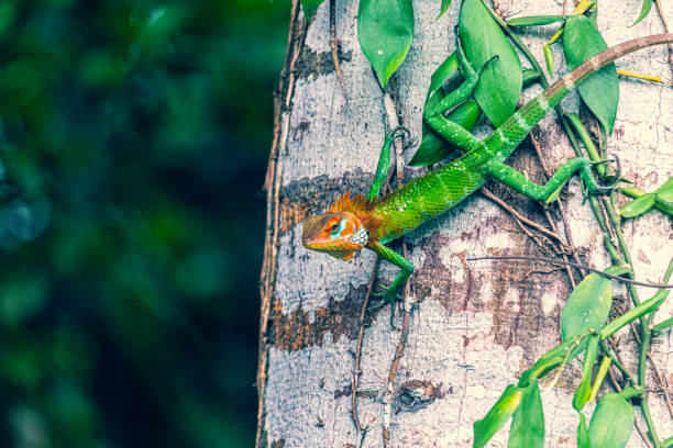 istock Close-up of an animal perched on a tree branch 2156044203