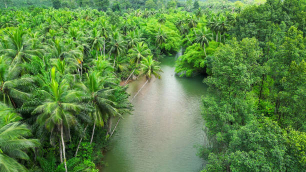 istock a large river runs through a lush green jungle of trees 2156044256
