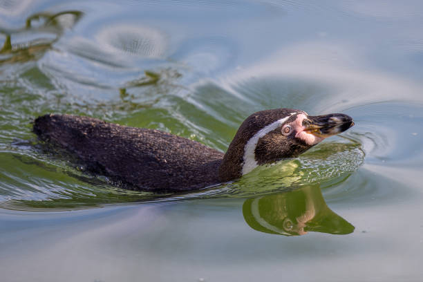 istock Humboldt Penguin swimming in a lake 2156044341