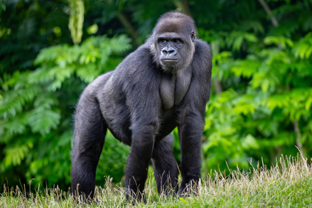 istock Mature western lowland gorilla in grass near trees 2156044420
