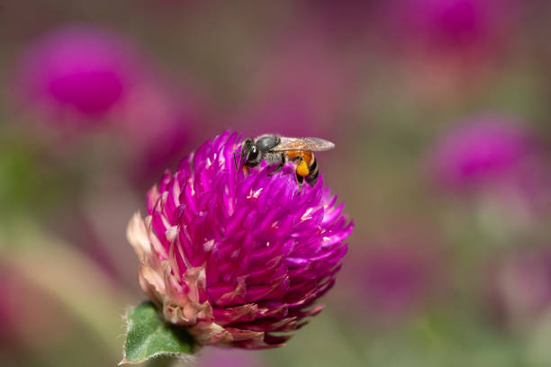 A close-up of a bee on pink flower