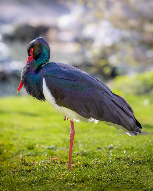 istock Black stork standing by water in the grass 2156044689