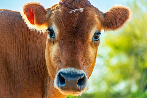 istock Closeup of a Brahma cow looking at the camera 2156044800