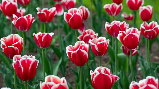 istock Vivid red tulips in full bloom under the bright sun 2156044856