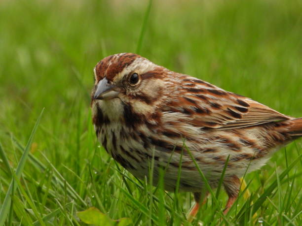 istock Closeup of a sparrow perched in a grassy field 2156044899