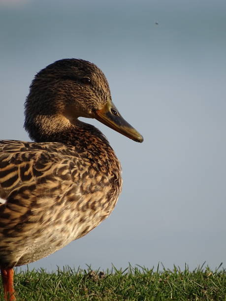 istock Duck resting on green grass in daylight 2156044903