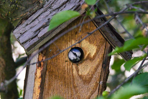 istock Closeup of bird perched in a birdhouse on a tree 2156044937