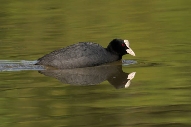 istock Black coot bird with white and grey feathers playing in the water 2156045034