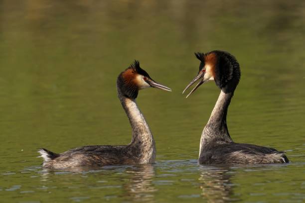 istock Great Crested Grebe perched on a pond with background of aquatic plants 2156045073