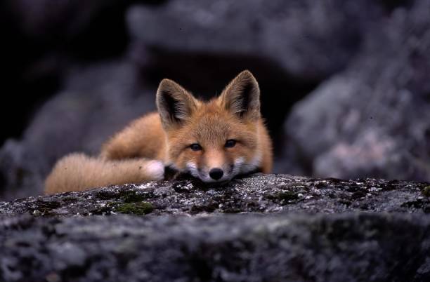Wild Red Fox in the UK. British Wildlife Centre, Lingfield. They undertake rescue and breeding programmes for release into the wild.