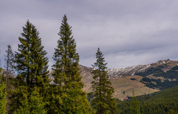 istock Trees in a field with distant Bucegi mountains view, Romania 2156045495