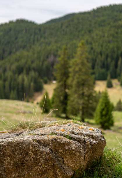 istock Trees in a field with distant Bucegi mountains view, Romania 2156045499