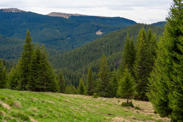 istock Trees in a field with distant Bucegi mountains view, Romania 2156045515