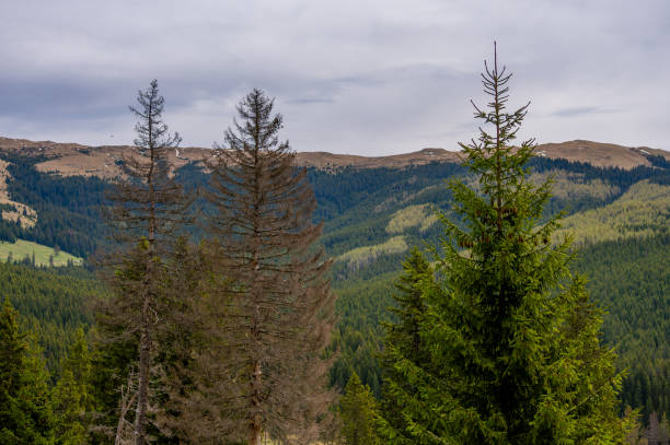 istock Trees in a field with distant Bucegi mountains view, Romania 2156045517