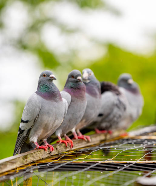 istock pigeons perched on the top of a rack in a cage 2156045525