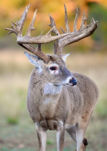 istock Whitetail deer scared of fighting, standing on a meadow 2156046118