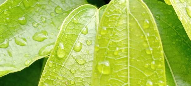 istock Green colors leaves is the best for eyesight 2156046136