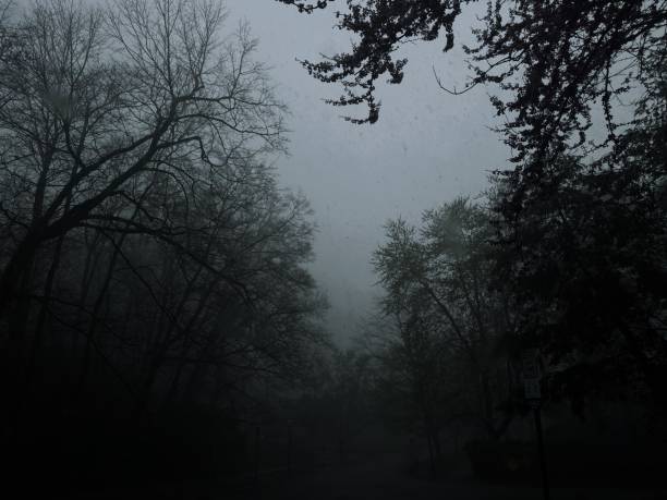 A forest storm, rain falling from a dark ominous sky, weather in nature