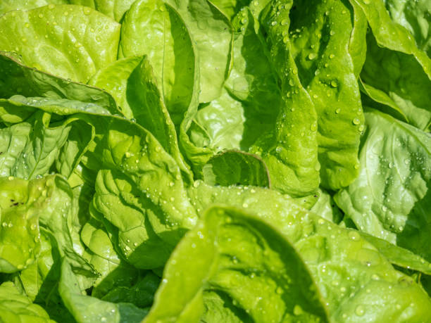 istock Vibrant close-up of lettuce leaves 2156046264