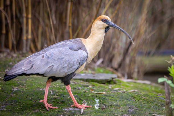 istock Ibis relaxing on grass at the zoo 2156046952