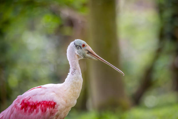 roseate spoonbill relaxing on grass at the zoo