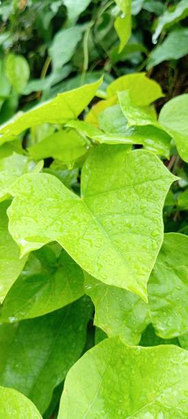 istock The rain is the main thing for green forest 2156047476